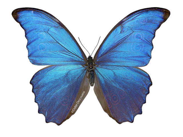 Morpho
