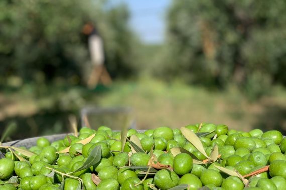 【新商品】ポリフェノール含有量が多いオーガニックオリーブオイルが南イタリアからもうすぐ届きます